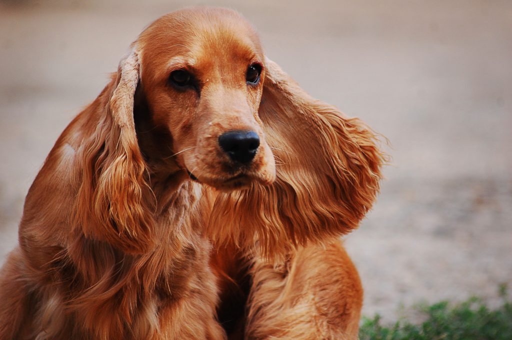 grove bark inn dog grooming