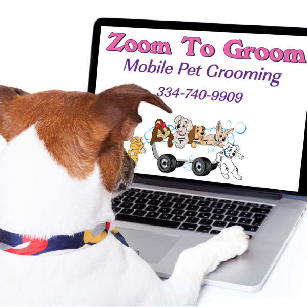 zoom and groom pet grooming